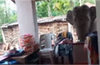 Elephant tries to sneak into house in Mudigere